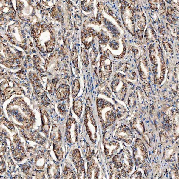 a02934 1 sco1 primary antibodies ihc testing 6