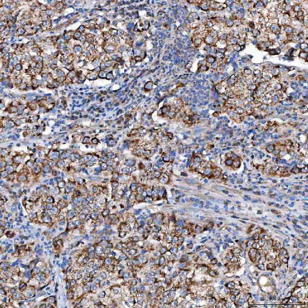 a02934 1 sco1 primary antibodies ihc testing 7