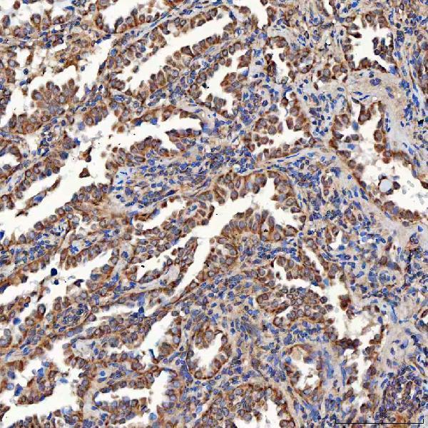 a02934 1 sco1 primary antibodies ihc testing 8