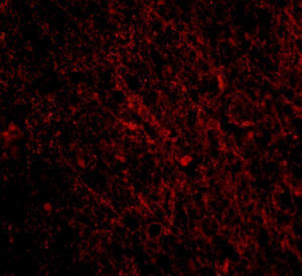a02934 sco1 primary antibodies if testing 3