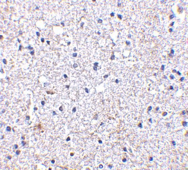 a02934 sco1 primary antibodies ihc testing 2