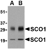 a02934 sco1 primary antibodies wb testing 1