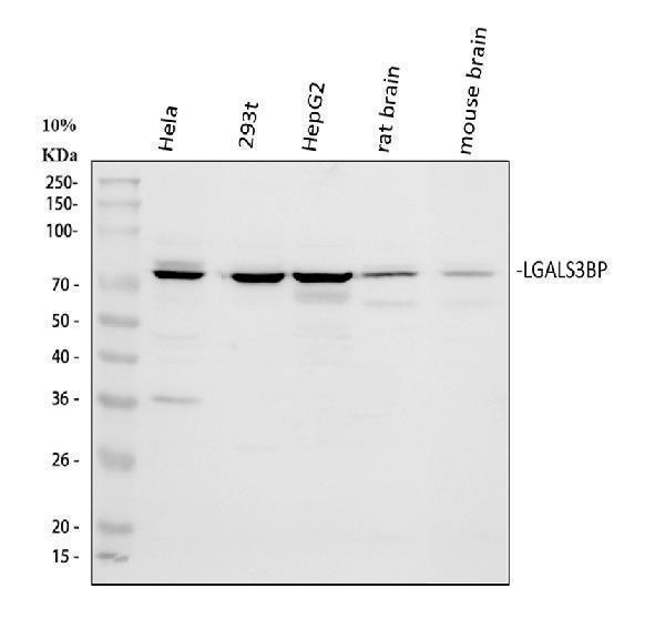  Western blot analysis of LGALS3BP using anti-LGALS3BP antibody (A02938-1)