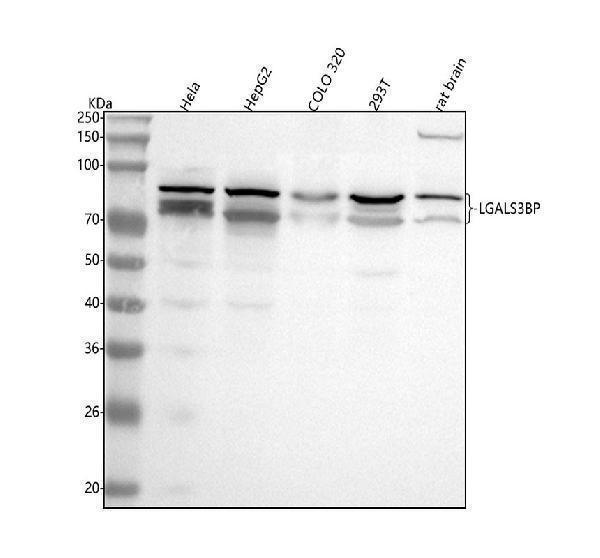  Western blot analysis of LGALS3BP using anti-LGALS3BP antibody (A02938-2)