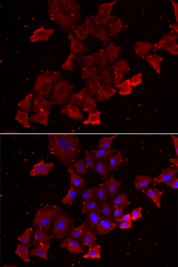 Immunofluorescence analysis of MCF7 cells using LGALS3BP antibody 