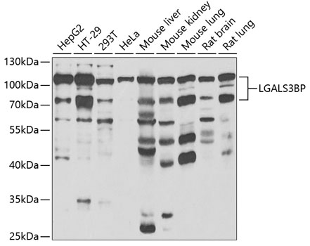 Western blot analysis of extracts of various cell lines, using LGALS3BP antibody  at 1:1000 dilution