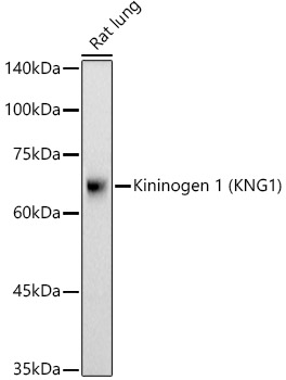 Immunofluorescence analysis of HepG2 cells using Kininogen 1  Rabbit pAb  at dilution of 1:50 