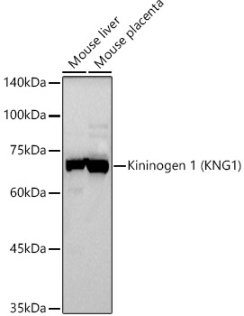 Western blot analysis of Rat lung, using Kininogen1 antibody  at  1:490 dilution