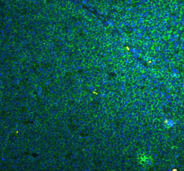 a02941 1 casp4 primary antibodies if testing 7