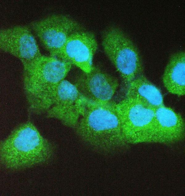 a02941 1 caspase_4 primary antibodies if testing 4
