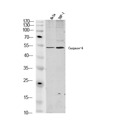 Western blot analysis of lysates from 1) Hela ,2)THP-1, (Green) primary antibody was diluted at 1:1000, 4°over night, secondary antibody(cat:SA33333)was diluted at 1:10000, 37° 1hour