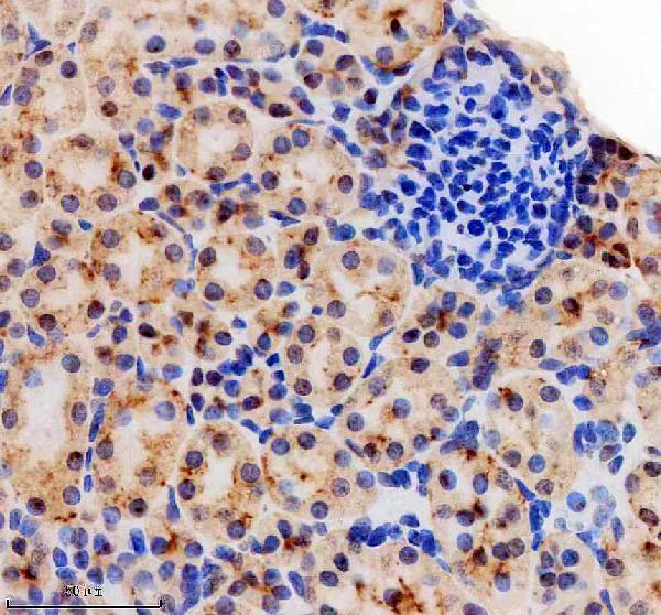 a02942 2 2 sra1 primary antibodies ihc testing 3
