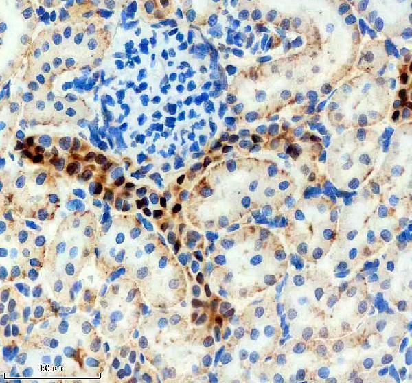 a02942 2 2 sra1 primary antibodies ihc testing 4