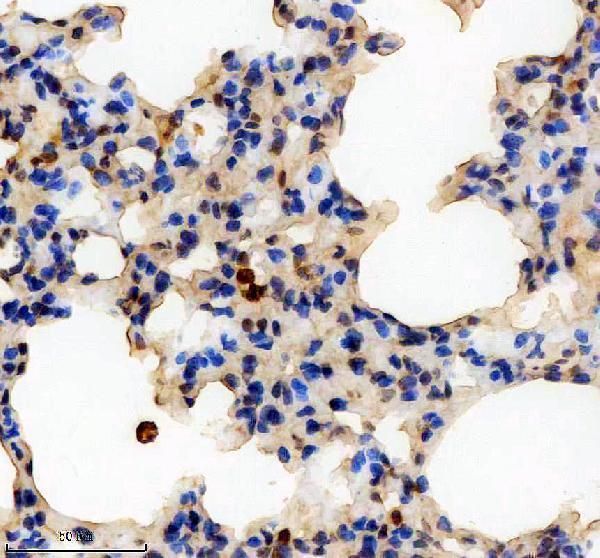 a02942 2 2 sra1 primary antibodies ihc testing 5