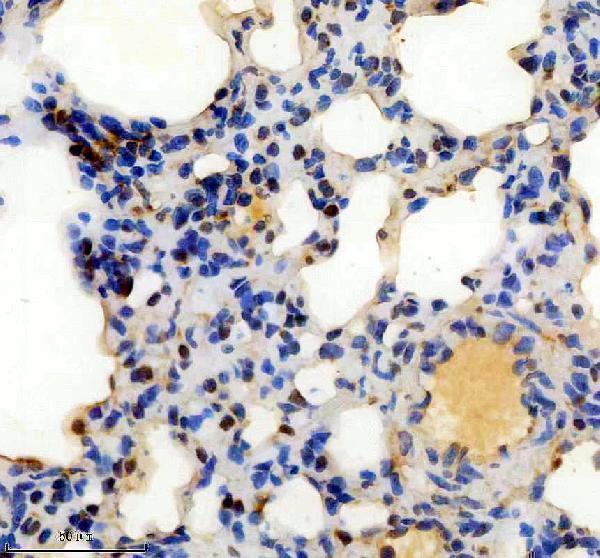a02942 2 2 sra1 primary antibodies ihc testing 6
