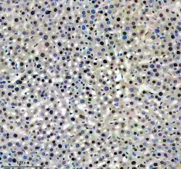 a02942 2 2 sra1 primary antibodies ihc testing 7