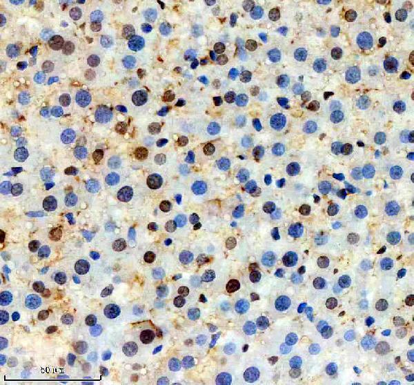 a02942 2 2 sra1 primary antibodies ihc testing 8