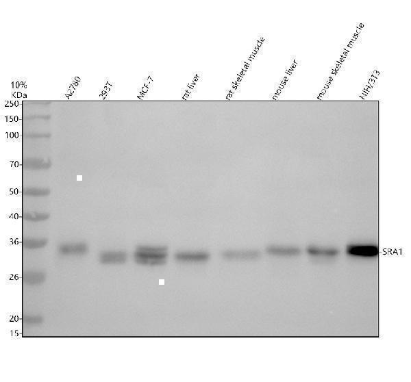 Western blot analysis of SRA1 using anti-SRA1 antibody (A02942-2)