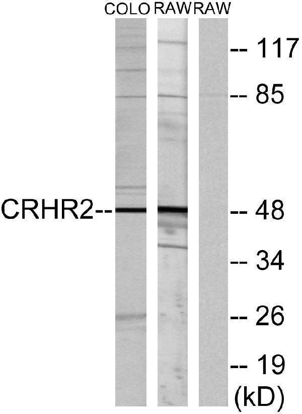 Western blot analysis of lysates from COLO205 and RAW264
