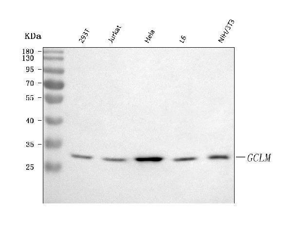  Western blot analysis of GCLM using anti-GCLM antibody (A02948-2)