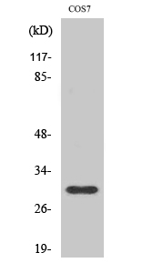 a02948 gclm primary antibodyes wb testing 1