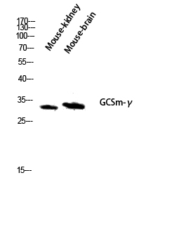 a02948 gclm primary antibodyes wb testing 2