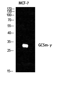 a02948 gclm primary antibodyes wb testing 3