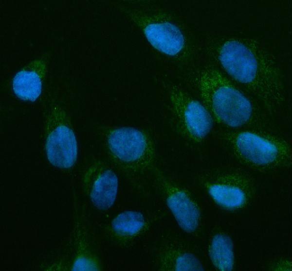 a02955 1 ofd1 primary antibodies if testing 2