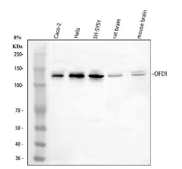a02955 1 ofd1 primary antibodies wb testing 1_1