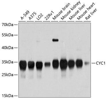 a02958 1 cyc1 primary antiboties wb testing 1