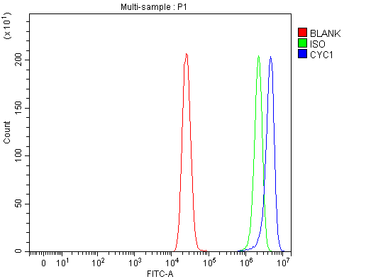  Flow Cytometry analysis of MCF-7 cells using anti-CYC1 antibody (A02958-2)