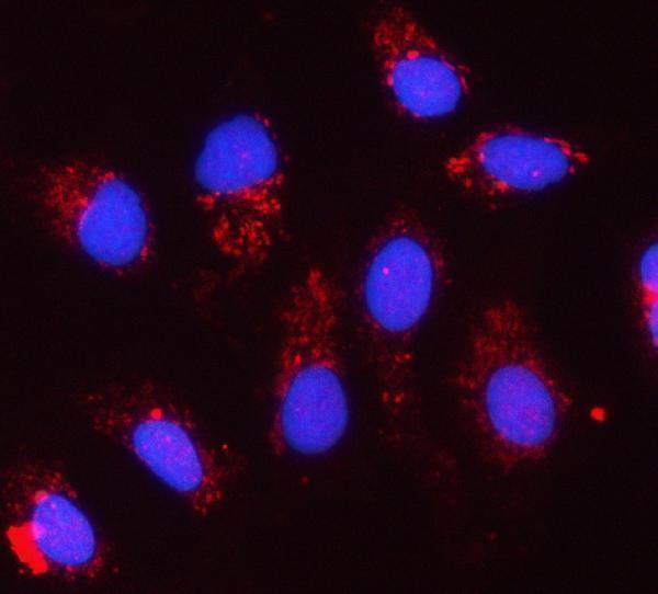  IF analysis of CYC1 using anti-CYC1 antibody (A02958-2)