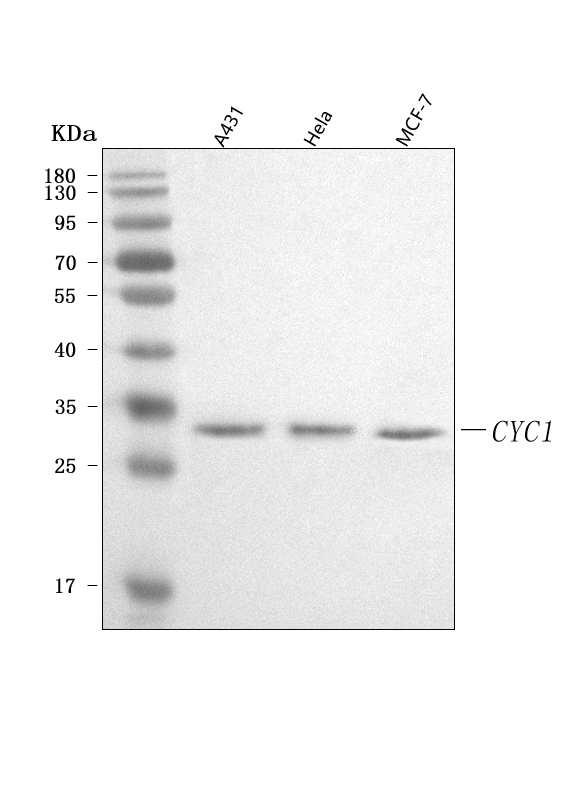  Western blot analysis of CYC1 using anti-CYC1 antibody (A02958-2)