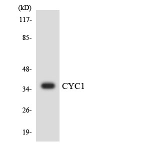a02958 cyc1 primary antibodies wb testing 1
