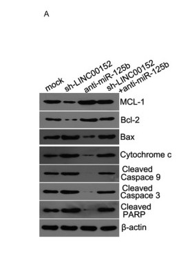 a02958 cyc1 primary antibodies wb testing 2