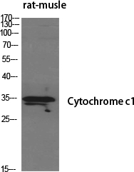 a02958 cyc1 primary antibodies wb testing 3