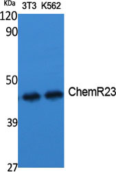 a02960 cmklr1 primary antibodies wb testing 2