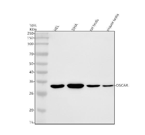 a02961 3 oscar primary antibodies wb testing 1