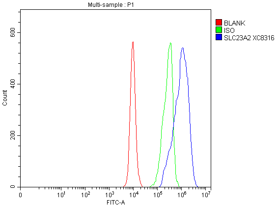 Flow Cytometry analysis of CACO-2 cells using anti-SLC23A2 antibody (A02962-1)