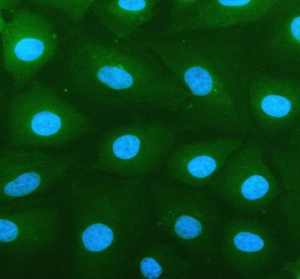 IF analysis of SLC23A2 using anti-SLC23A2 antibody (A02962-1)