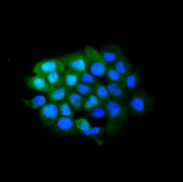 a02964 2 slbp primary antibodies icc testing 3
