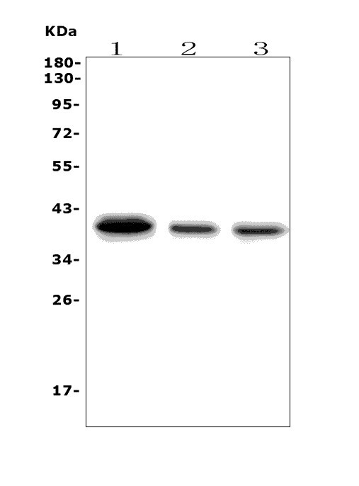 a02964 2 slbp primary antibodies wb testing 1