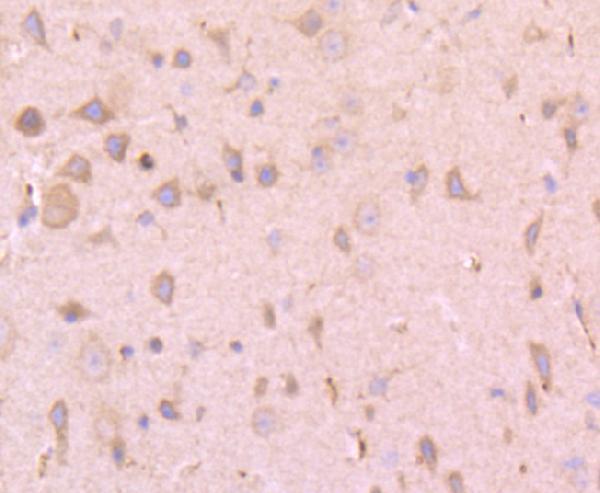 Immunohistochemical analysis of paraffin-embedded mouse brain tissue using anti-PLAT antibody