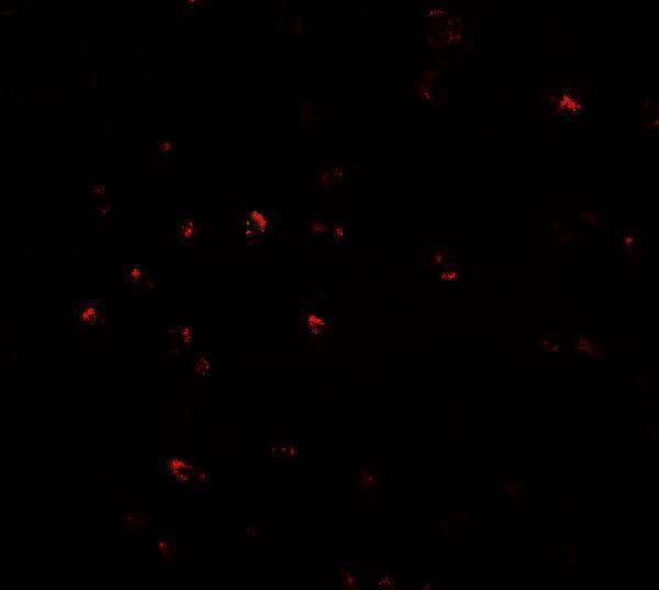 a02966 cited2 primary antibodies if testing 2