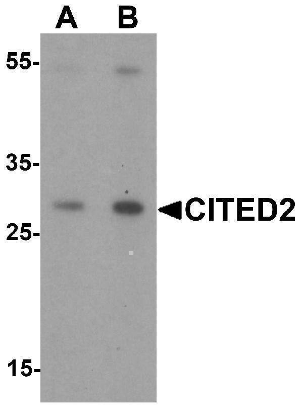 a02966 cited2 primary antibodies wb testing 1