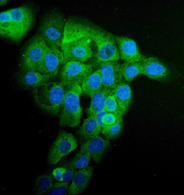  IF analysis of EPRS1/PARS using anti-EPRS1/PARS antibody (A02967-2)