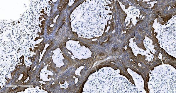 a02967 2 eprs primary antibodies ihc testing 4