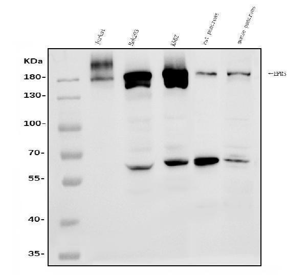  Western blot analysis of EPRS1/PARS using anti-EPRS1/PARS antibody (A02967-2)