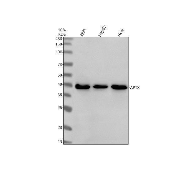 a02968 2 aptx primary antibodies wb testing 1