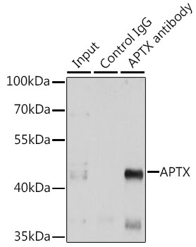 a02968 aptx primary antiboties ip testing 3